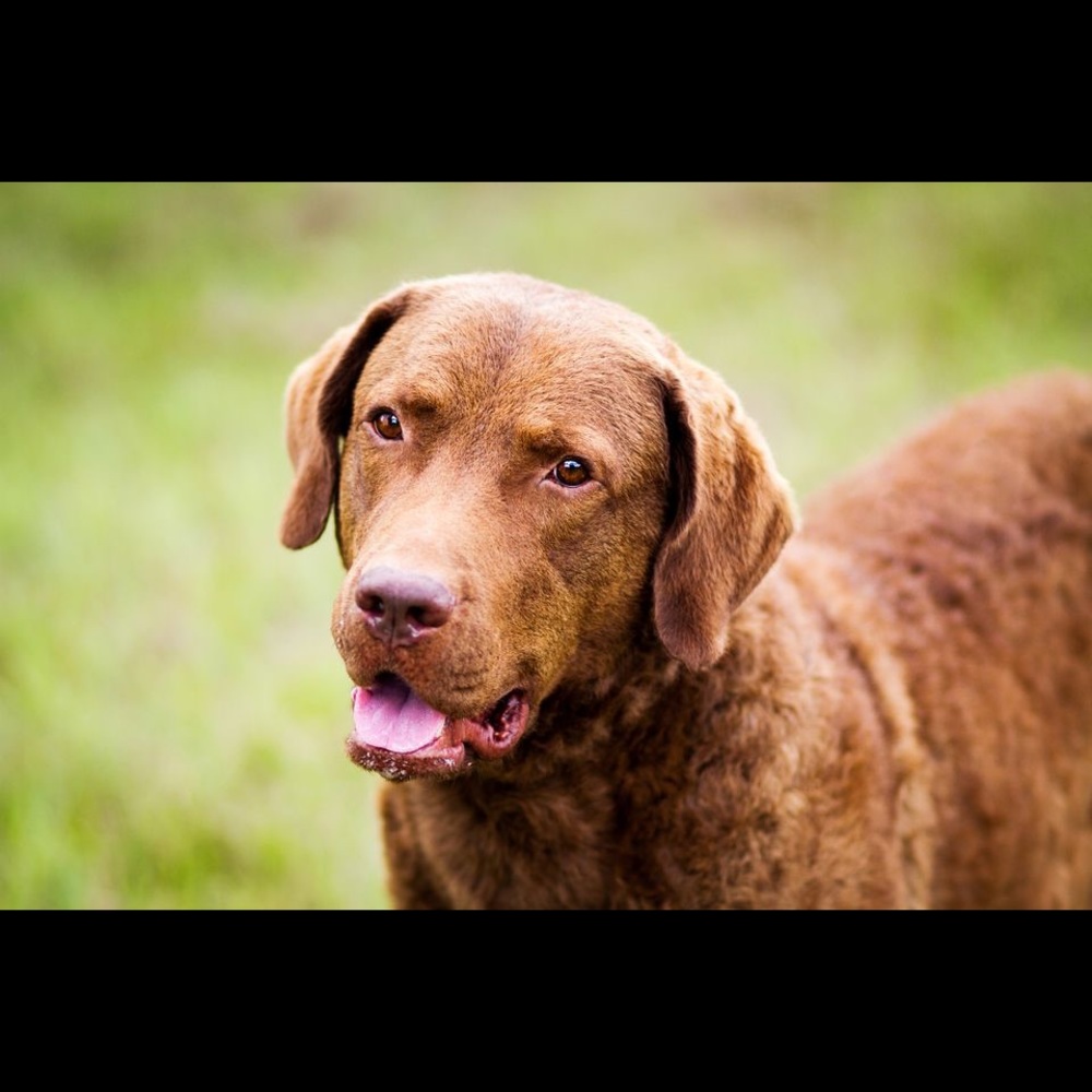 Meet your Posher, Thomas